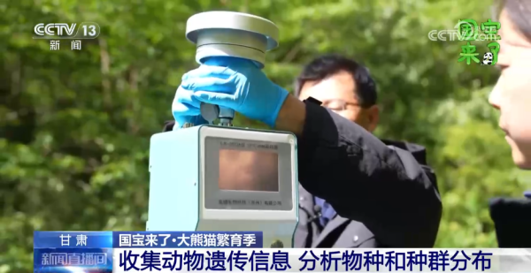 申银策略 野生大熊猫有多少？种群如何分布？科研团队实地探秘