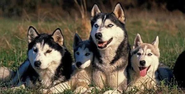 鼎合网配资 狗狗总躲角落害怕？3招让它变大胆！