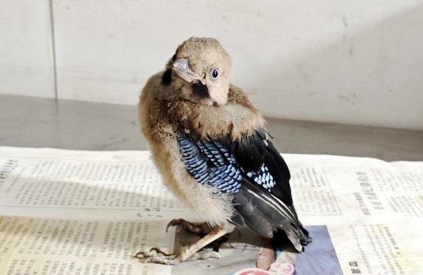 658配资 湖南岳阳救助一只国家二级保护动物松鸦